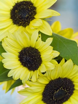 Close Ups of a Bunch of Sunflowers in a Vase