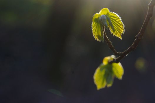 Spring bud. Composition of nature.