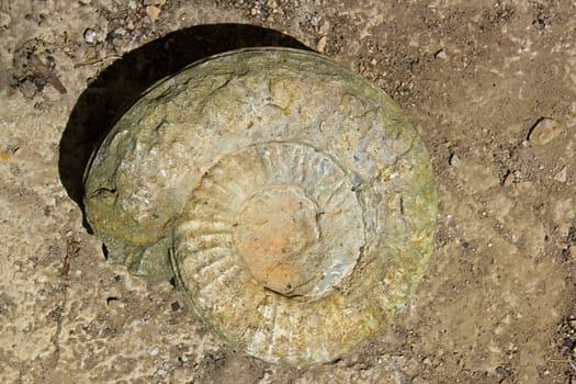 ammonite fossil, a fine specimen of the jurassic