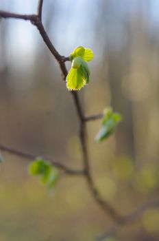 Spring bud. Composition of nature.