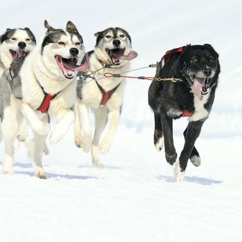 sportive dog team is running in the snow