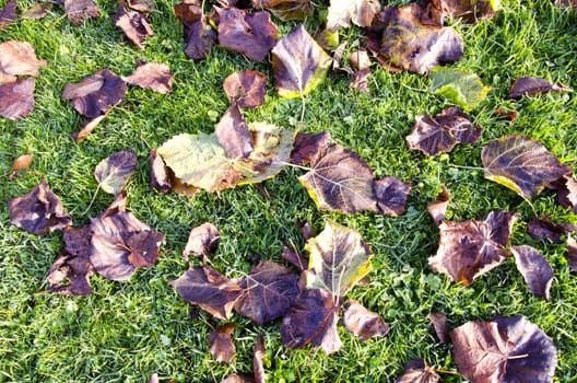 Autumn lime tree leaves fell on grass. Natural scene.