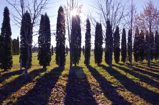 Thujas alley and the sun rays penetrate through them. Long shadows.