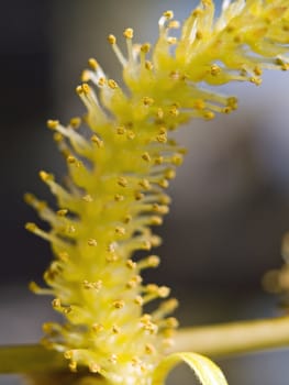 Weeping willow seeds in the spring time