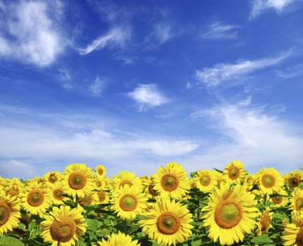 sunflower field over cloudy blue sky