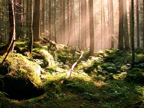 Sunny summer day in green forest                                    