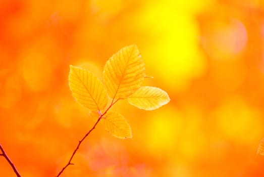 green leaves background in sunny day