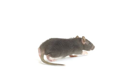 funny rat  isolated on white background