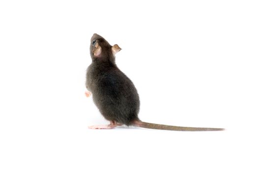  rat  isolated on white background