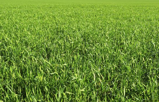 Green grass texture from a  field            