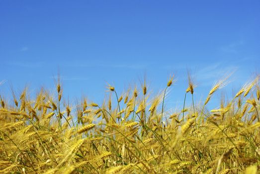 Wheat ears against the blue  sky