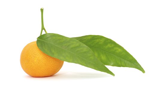  tangerine isolated on a white background