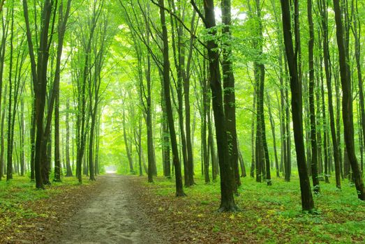 Sunny summer day in green forest