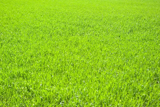 Green grass texture from a  field            