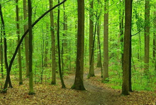 Sunny summer day in green forest