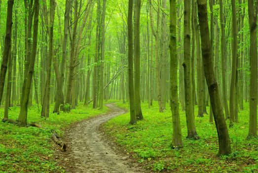 a path is in the green forest 