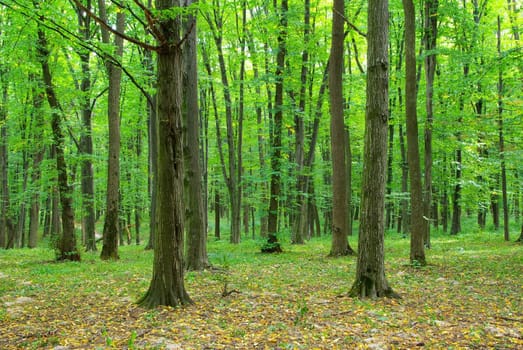 Sunny summer day in green forest
