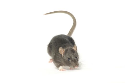 funny rat  isolated on white background