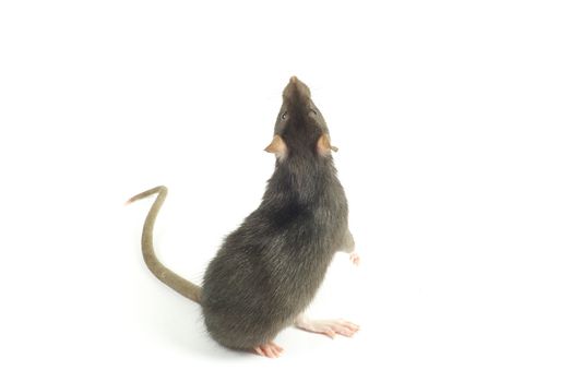funny rat  isolated on white background
