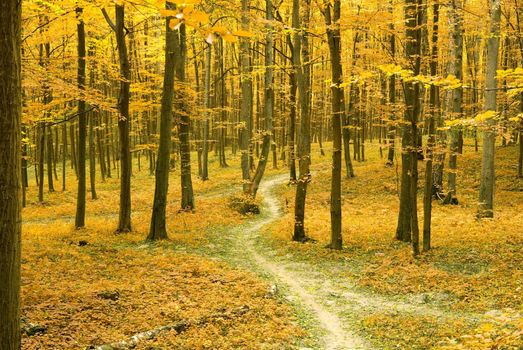 a path is in the autumn forest     