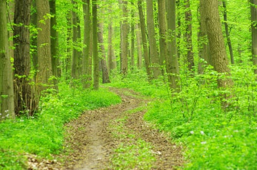 a path is in the green forest