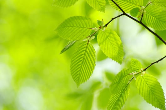 green leaves background in sunny day