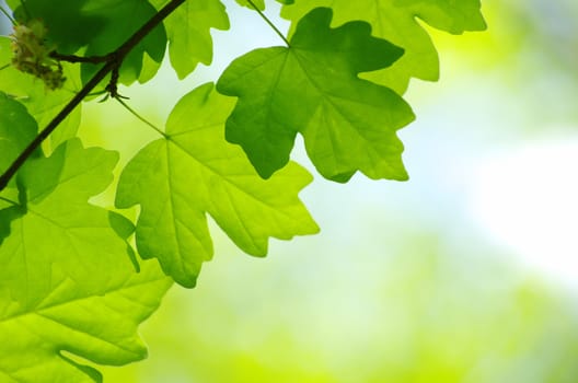 green leaves background in sunny day