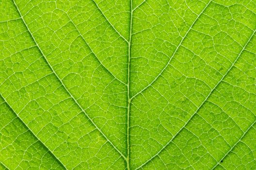 structure of leaf natural background