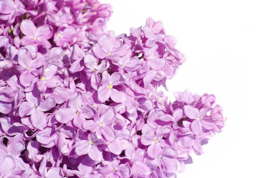 lilac flower isolated on white background