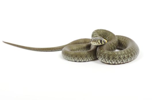 snake isolated on white background