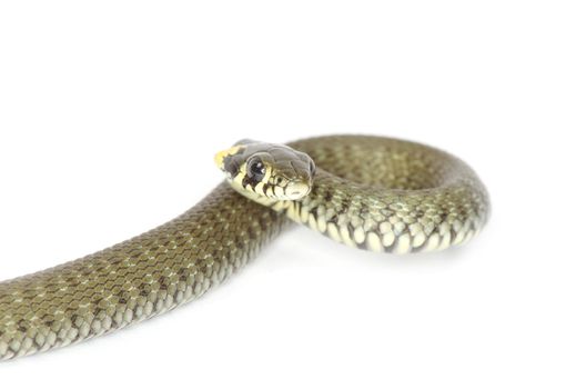 snake isolated on white background