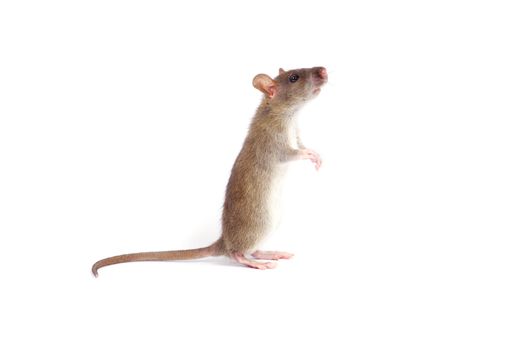 rat isolated on white background