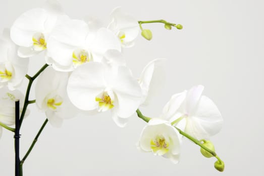 Blooming white orchids flower isolated on white background