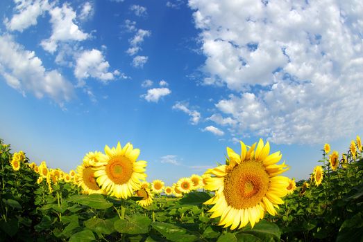 sunflower field over cloudy blue sky