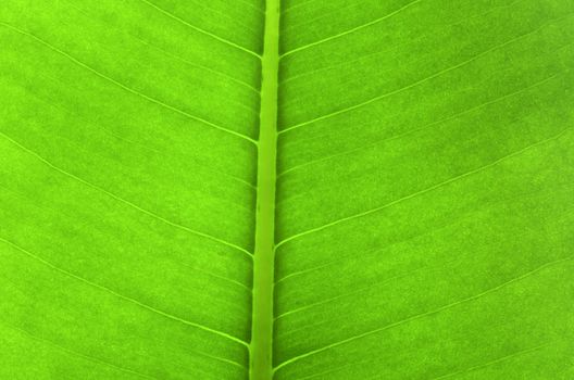 Texture of a green leaf as background