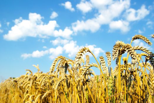 Field of wheat over blue sky