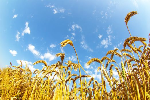Field of wheat over blue sky