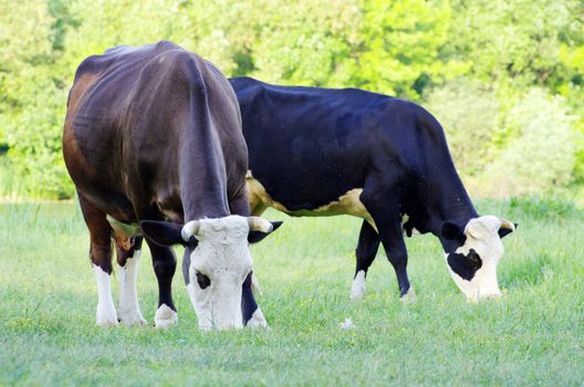 cows on a green meadow