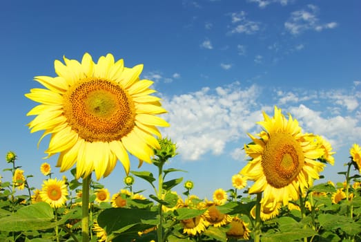 sunflower field over cloudy blue sky