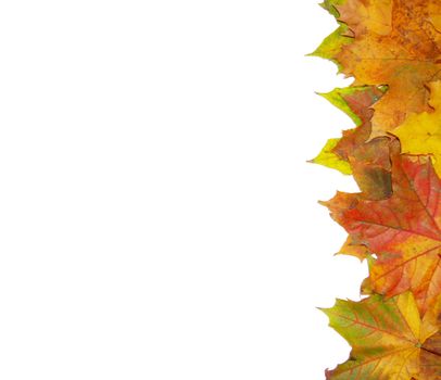 Frame with colored autumn maple leaves - white background