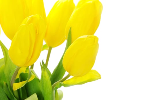 bouquet of yellow tulips isolated on white