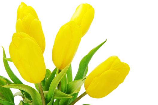 yellow tulips isolated on white background