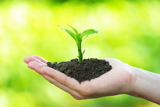 plant in the hand on green background