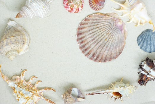 starfish and shells on the beach