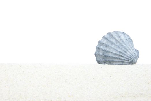 starfish and shells on the sand