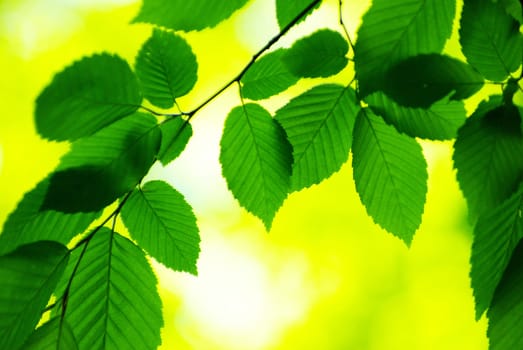 green leaves background in sunny day