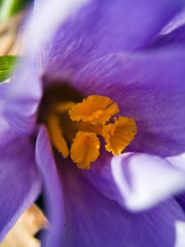 Spring Time Crocuses Macro Showing Colorful Details