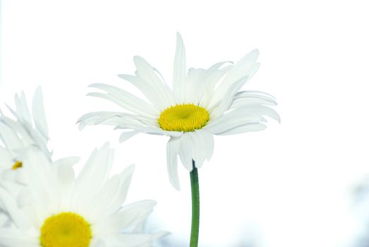 white chamomile isolated on white