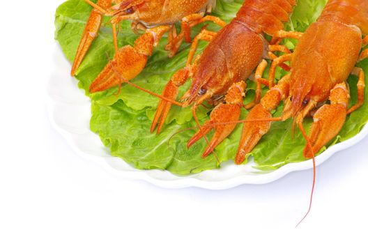 Hot boiled crayfish on white background
