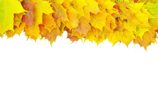 autumn maple leafs isolated on a white 